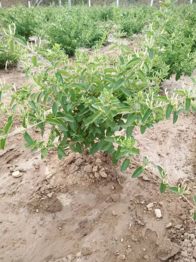 金银花开花状