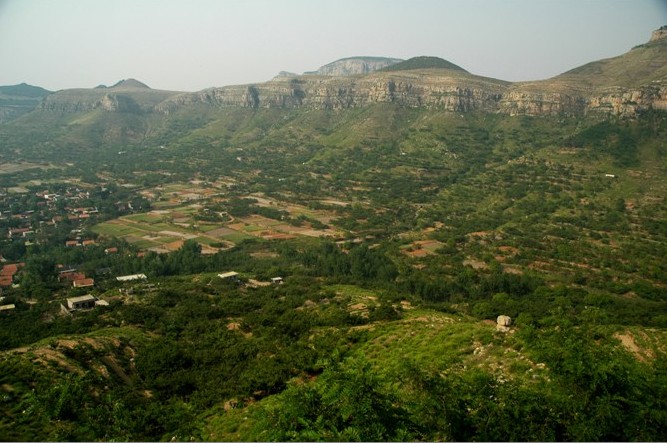 荒山绿化苗