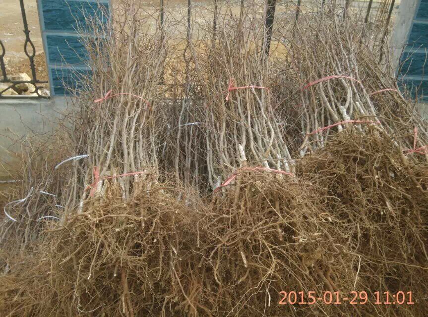 红丹脆早