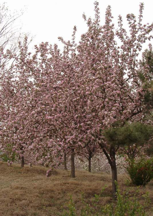 供应山东樱花树，十公分，五公分大樱花树