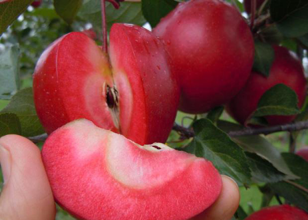 红色之爱苹果树苗